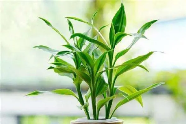 开始水养富贵竹要用生根粉吗 怎么养更旺盛_植物百科知识