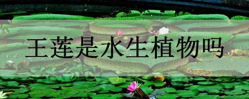 王莲是水生植物吗_植物百科知识