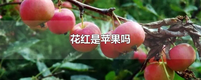 花红是苹果吗