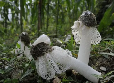 竹荪采摘时间及注意事项 竹荪怎么养殖好_植物百科知识