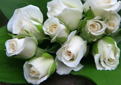 白玫瑰不能随便送人 七夕节怎么选择玫瑰花_植物百科知识