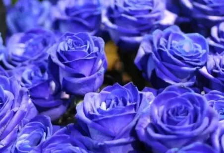 为什么不能轻易送蓝色妖姬 蓝玫瑰有什么寓意_植物百科知识