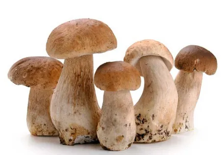 草菇木霉防治技术 草菇养护方法介绍_植物百科知识