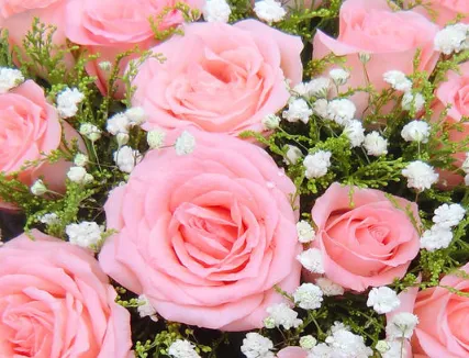 粉玫瑰不能随便送人 粉玫瑰有什么含义_植物百科知识