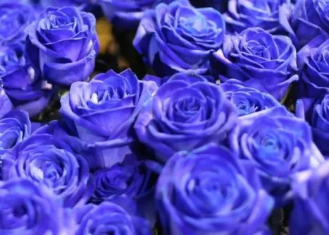 为什么不能轻易送蓝色妖姬 七夕节适合送蓝玫瑰吗_植物百科知识