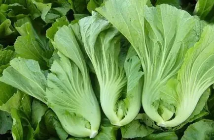 芥菜的高产种植技巧介绍 芥菜怎么施肥养殖_植物百科知识