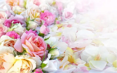 七夕应该送什么颜色的玫瑰花 不同颜色的花语是什么_植物百科知识