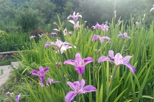 鸢尾花花语是什么 有哪些美好的寓意_植物百科知识