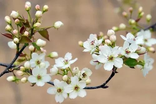梨花的花语是什么