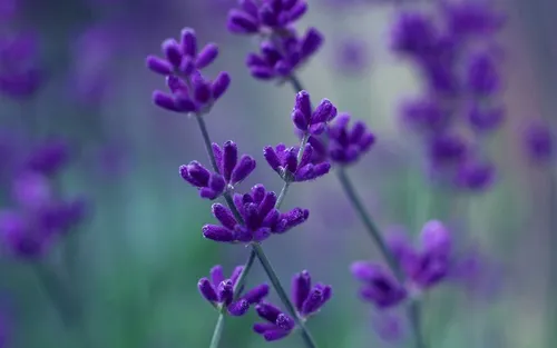 紫色薰衣草花语和寓意是什么