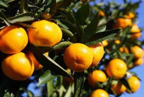 柑橘控梢的原因是什么 柑橘应该怎么养殖_植物百科知识