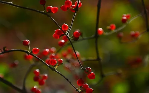 红豆花的花语代表着什么