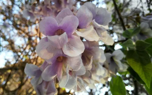 泡桐花的花语是什么 有什么传说_植物百科知识