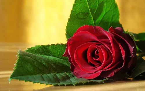 19朵玫瑰花语代表什么 不同颜色的花语一样吗_植物百科知识