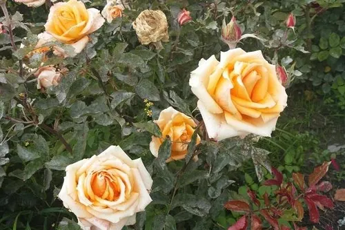 黄玫瑰代表什么意思 送给女友表达的寓意_植物百科知识