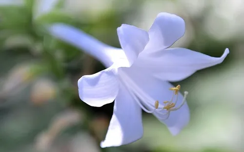 玉簪花的花语是什么 有什么寓意_植物百科知识
