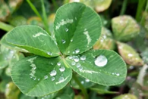 四叶草的花语及寓意 适合送给哪些人_植物百科知识