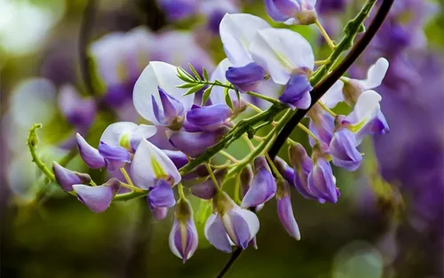 紫藤花的花语是什么