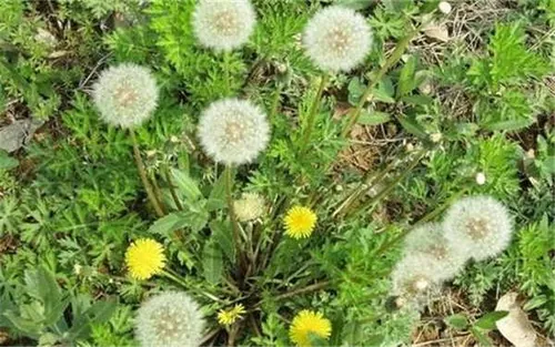 蒲公英代表什么爱情 象征着什么_植物百科知识