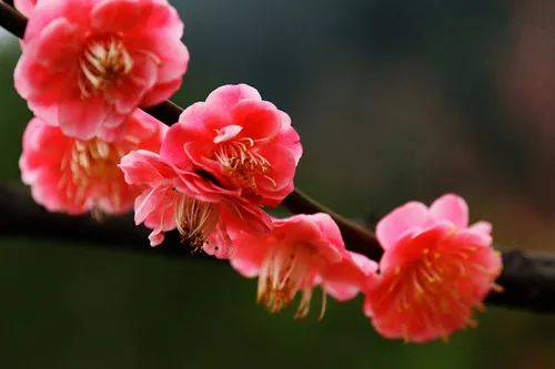 梅花花语是什么 象征什么意义_植物百科知识