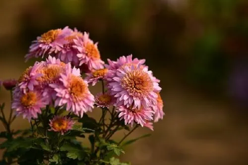 不同颜色雏菊的花语 有哪些美好寓意_植物百科知识