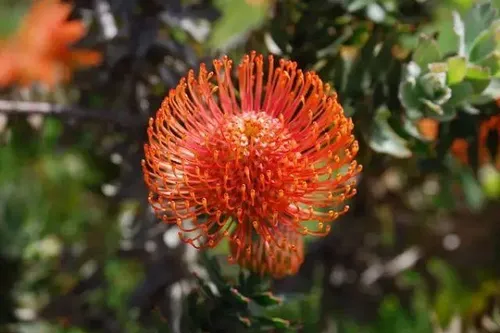 针垫花花语是什么 要怎么养护_植物百科知识