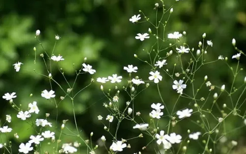 送满天星祝福语怎么写 满天星卡片寄语_植物百科知识