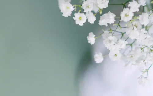 七夕节送女友什么花最好