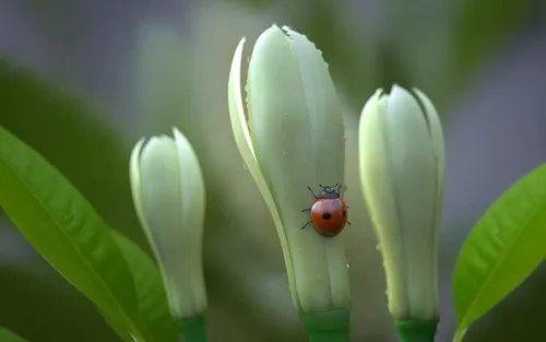 缅桂花的花语是什么