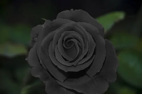 黑玫瑰花语是什么 适合送给谁_植物百科知识