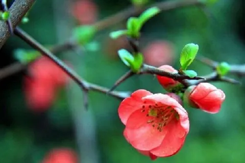 木棉花花语是什么 有哪些寓意_植物百科知识