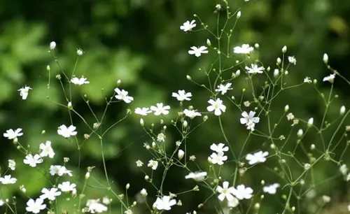 满天星不同颜色代表的花语和寓意是什么_植物百科知识