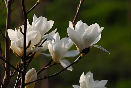 白玉兰有哪些含义 花语是什么_植物百科知识