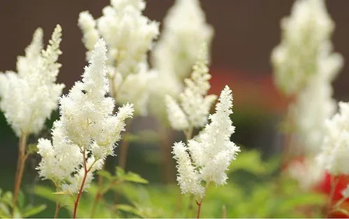 落新妇的花语是什么 名字是怎么来的_植物百科知识