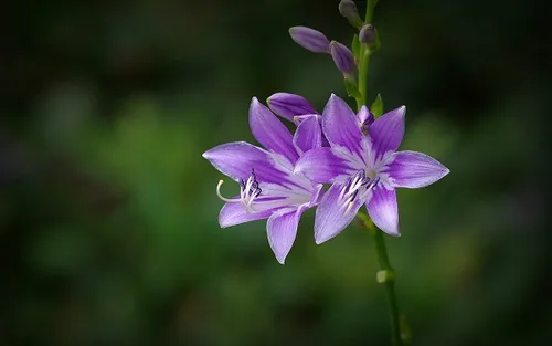 玉簪花的花语是什么