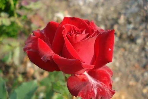 红玫瑰代表什么意思 适合送给哪些人_植物百科知识