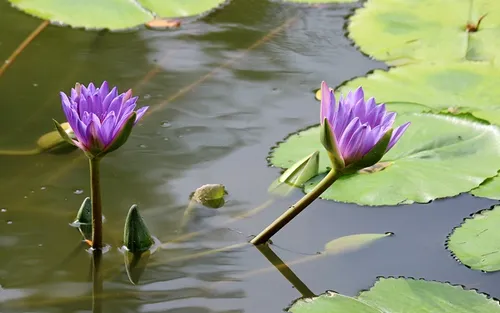 紫色莲花的花语是什么 象征意义有哪些_植物百科知识