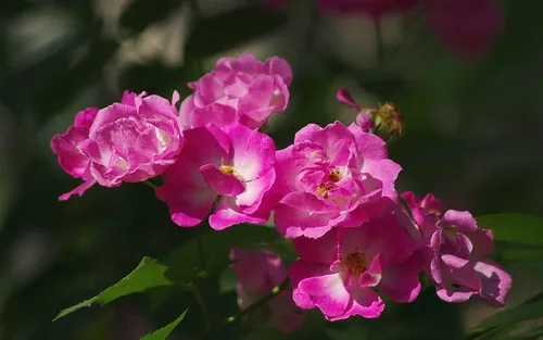 粉色蔷薇花的花语是什么 有哪些传说_植物百科知识