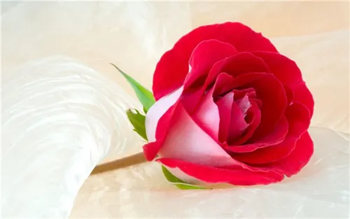 情人节送多少朵玫瑰花 不同的朵数有什么寓意_植物百科知识