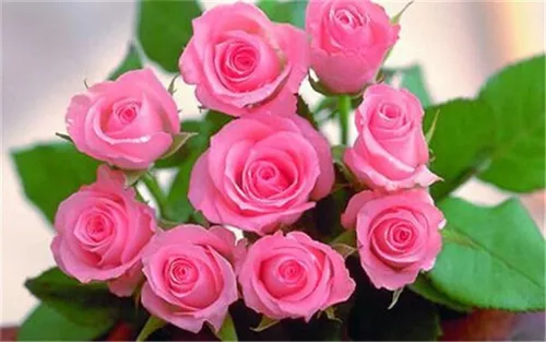 33朵粉玫瑰花语是什么 有哪些寓意_植物百科知识