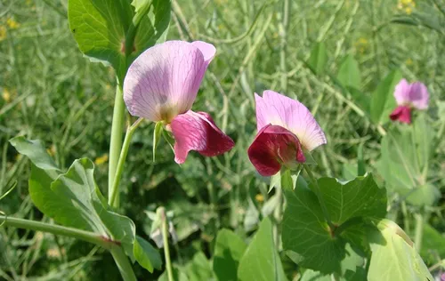 香豌豆花语是什么