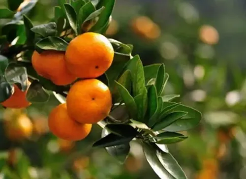 柑橘红蜘蛛出现原因 防治对策有什么_植物百科知识