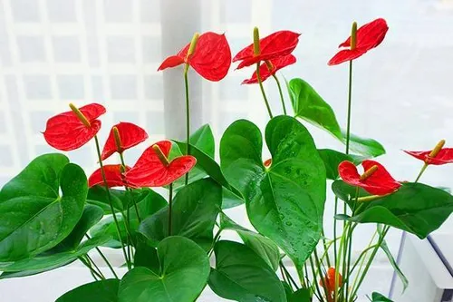 办公室旺事业的植物有哪些 最常见的是哪几种_植物百科知识
