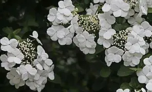 白琼花花语是什么 白琼花的含义_植物百科知识