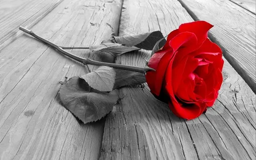 七夕玫瑰花语是什么 不同颜色代表什么含义_植物百科知识