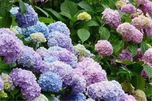 绣球花花语 有什么寓意_植物百科知识