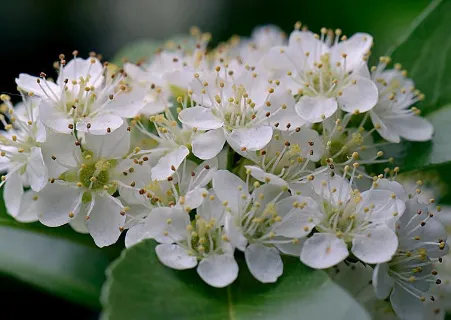 石楠花的花语是什么_植物百科知识