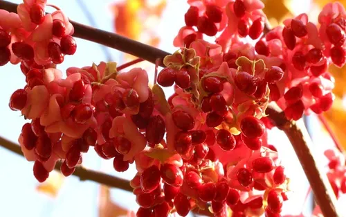 红豆花的花语代表着什么