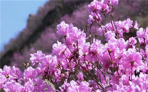 紫色杜鹃花的花语是什么 有哪些寓意_植物百科知识
