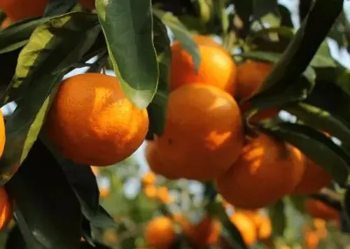 柑橘采收前如何提产 水肥管理方法是什么_植物百科知识